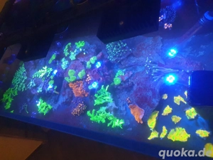 Korallen Ableger - Meerwasser  Bild 2