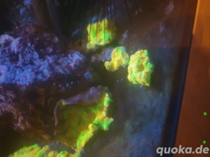 Korallen Ableger - Meerwasser  Bild 3