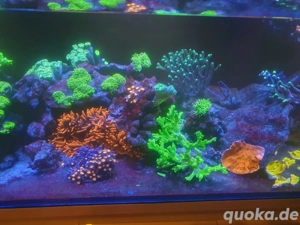 Korallen Ableger - Meerwasser  Bild 4