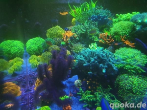 Korallen Ableger - Meerwasser 