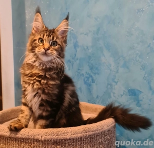 Maine coon Kitten in black und black tabby