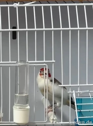 Stieglitz Major Mutation