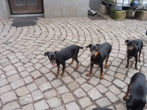 zwergpinscher welpen - jung hunde zu verkaufen