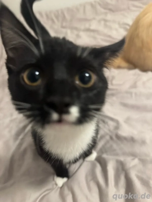 Junge, verspielte Katze abzugeben (7 8 Monate, weiblich)