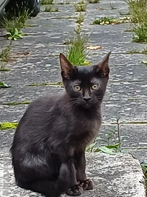 Smoki Bengal Katerchen. 