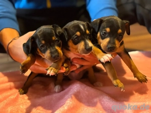 Wunderschöne Zwergpinscher