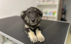 Strubel-Maus Meddy braucht Traum-Zuhause