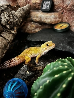 Leopardgecko mit komplett eingerichtetem Terrarium und viel Zubehör