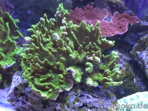 Montipora Confusa grün - Meerwasser Korallenableger Koralle