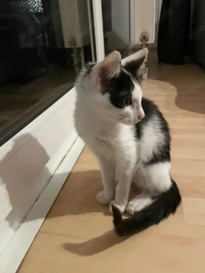 Binx & Zeus - Verspieltes Katzenpärchen sucht spannendes Zuhause Bild 7