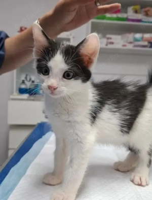 Binx & Zeus - Verspieltes Katzenpärchen sucht spannendes Zuhause Bild 10