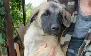 Treue Seele Tano ist bereit für die Welt