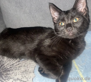 2 schöne Maine Coon Mix Kätchen