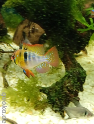 Gebe Schmetterlingsbuntbarsche und Red Muzelsalmler ab