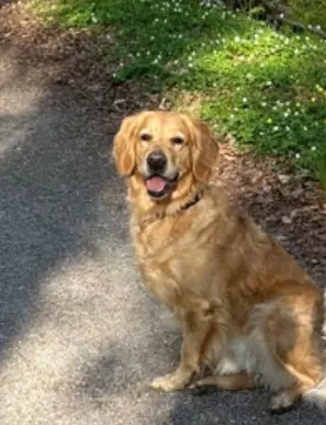 Wurfankündigung Golden Retriever