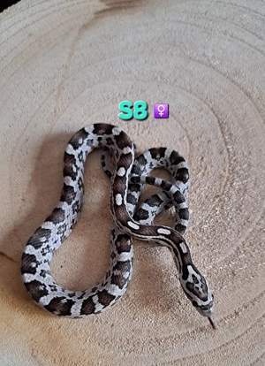 Kornnatter Anery het Striped ph Amel Caramel