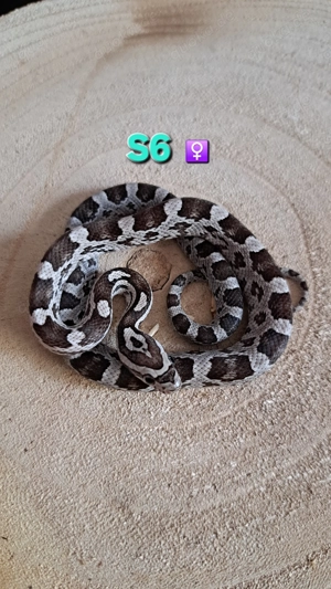 Kornnatter Anery het Striped ph Amel Caramel