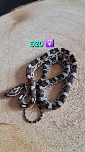 Kornnattern Anery het Striped ph Amel Caramel