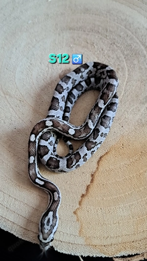 Kornnattern Anery het Striped ph Amel Caramel