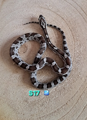 Kornnattern Anery het Striped ph Amel Caramel