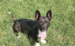 Nadel im Heuhaufen für die zauberhafte Miranda