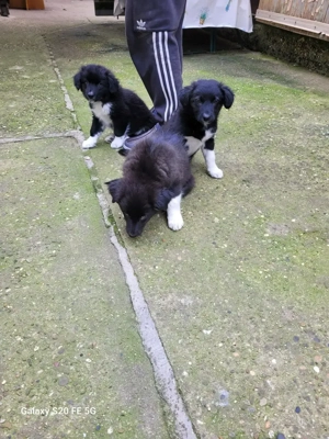 Australian Shephard Border Collie Welpen