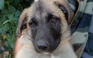 Malinois Mix Welpe Noel sucht Zuhause