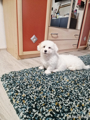Bichon maltez