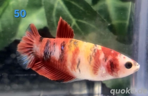  mehrere Koi Kampffisch Weibchen Betta splendens 