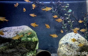 Hyphessobrycon spec Muzel Red Cherry  Bild 2