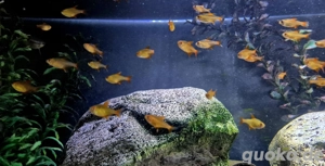 Hyphessobrycon spec Muzel Red Cherry  Bild 3