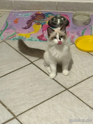 Ragdoll kitten kater