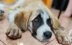 XL-Pfote Lilah sucht ihr großes Glück