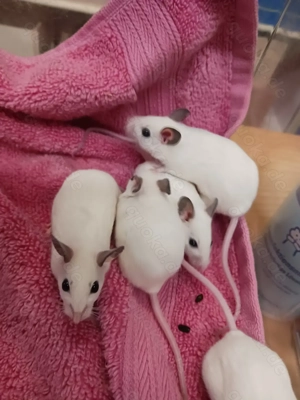 Pflegeleichte weiße Mäuse zum Sonderpreis