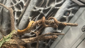 Kornnatter inkl. Terrarium u. Zubehör 