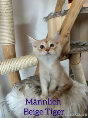Reinrassige Maine Coon 