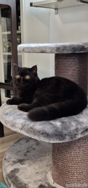 Exoticshorthair, Kurzhaar-Perser 