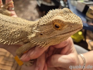 Männliche Bartagame 