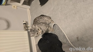 Die Katzen wollen eine nette Familie 