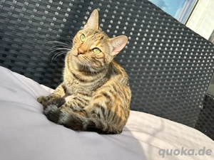 Wunderschöne Bengal-Mix Kätzin (weiblich, geboren 30.05.2024) sucht liebevolles Zuhause