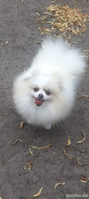 Pomeranian Zwergspitz 