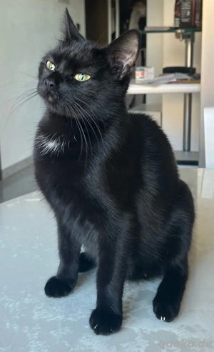 Katze abzugeben (russisch blau, norwegische waldkatze mix)