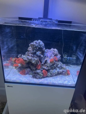 Lebendgestein günstig abzugeben