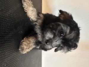 Süße Merle Yorkipoo Rüden suchen ein liebevolles Zuhause!