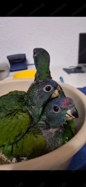 Superzahme Schwarzohrpapageien Jungtiere 