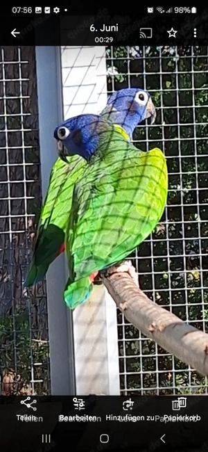 Superzahme Schwarzohrpapageien Jungtiere  2025er