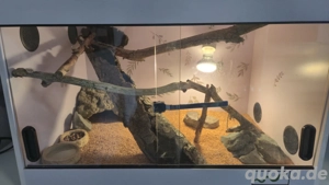 Leopardgecko mit Terrarium 