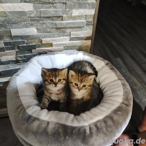 Wunderschöne bkh Kitten suchen neues Zuhause