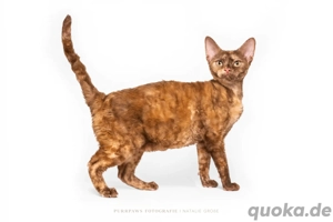 Devon Rex junge Katze zu verkaufen 
