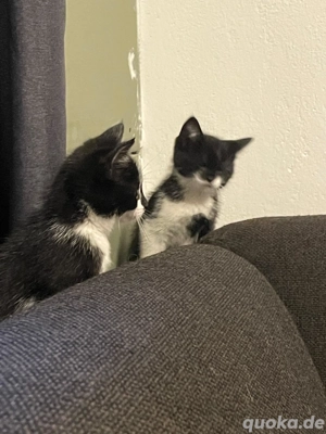 wir suchen ein neues liebevolles Zuhause 